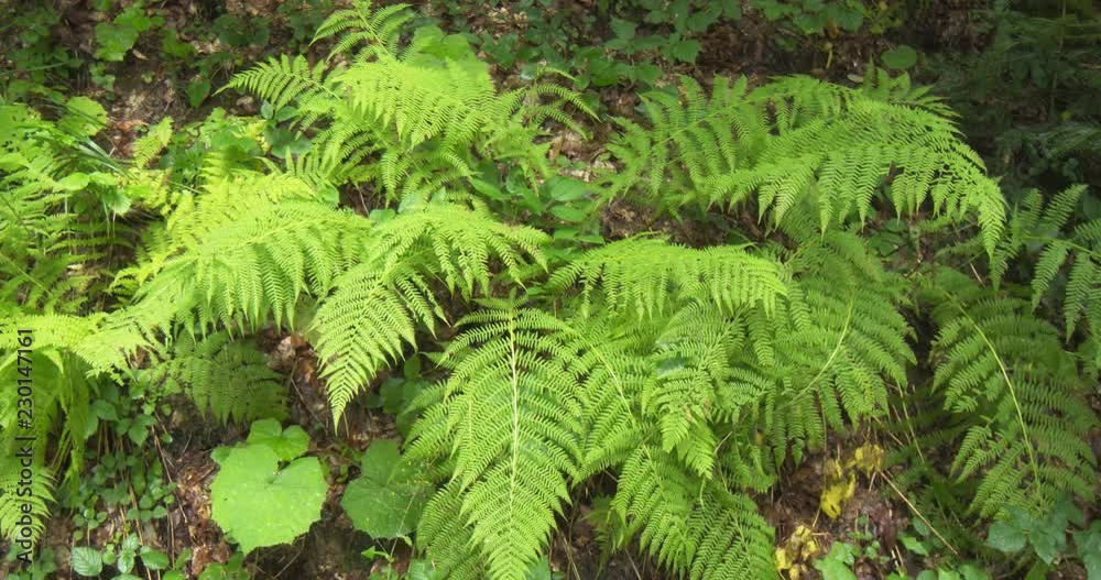 Wild Fern Growing on Ukrainian Forest Floor. 4k stock footage Wild Fern Growing on Ukrainian Forest Floor. 4k stock footage