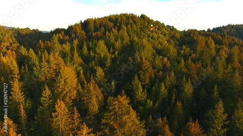 An aerial panning view of evergreens in the Santa Cruz Mountains at sunset.