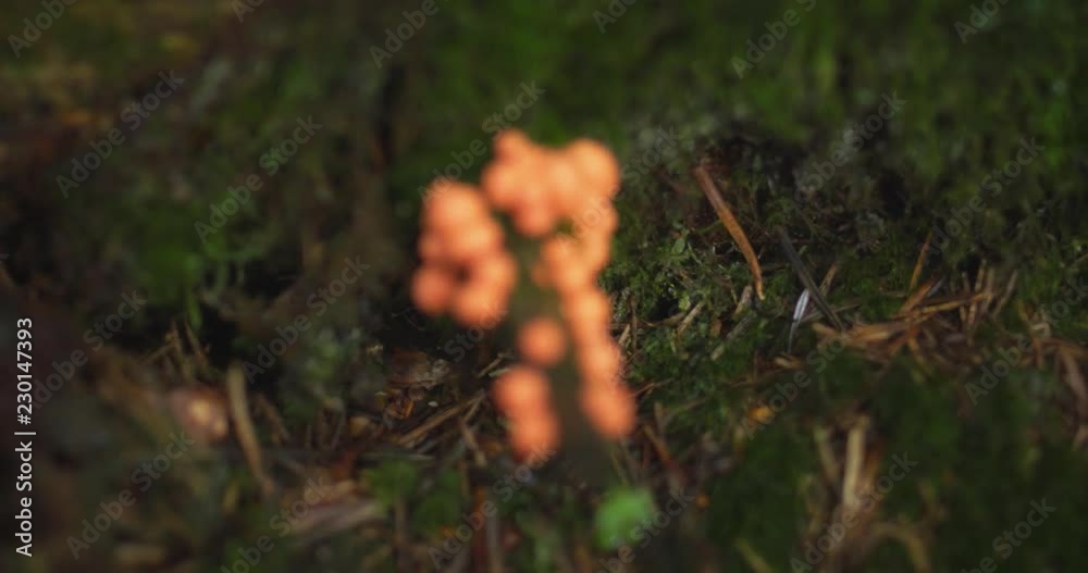 Wolfs Milk Fruiting Bodies Sproiting from Tree Root Wolfs Milk Fruiting Bodies Sproiting from Tree Root