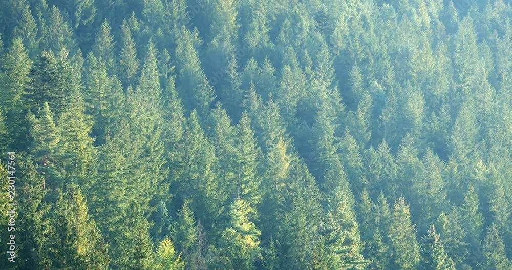 Dense Temperate Rainforest of Carpathian Mountains Dense Temperate Rainforest of Carpathian Mountains