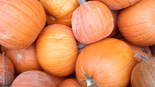 citrouille oranges gros volume