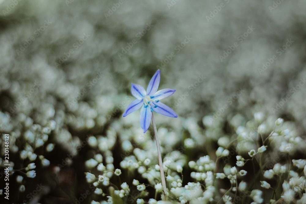 Petite fleur bleue dans un champ de fleurs blanches Stock Photo | Adobe  Stock