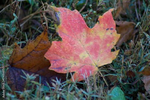 Fall Colors Autumn Tree Leaves © LaVerne