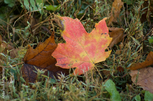 Leaves Colorful Autumn © LaVerne