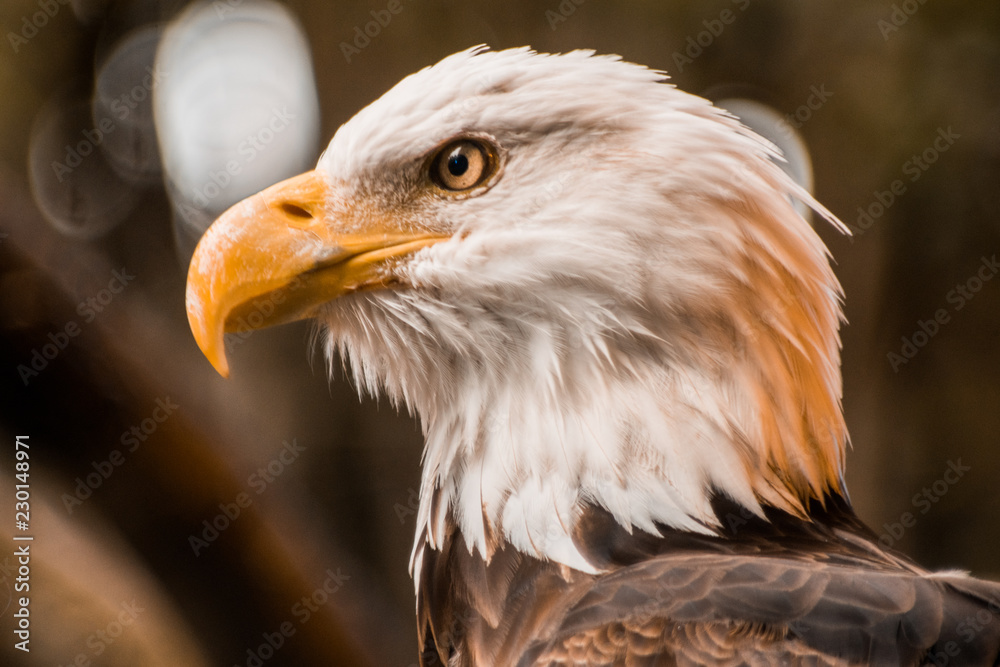 Fototapeta premium Eagle N1