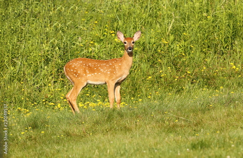Fototapeta Naklejka Na Ścianę i Meble -  White tailed deer,fawn on the meadow,natural area in Wisconsin