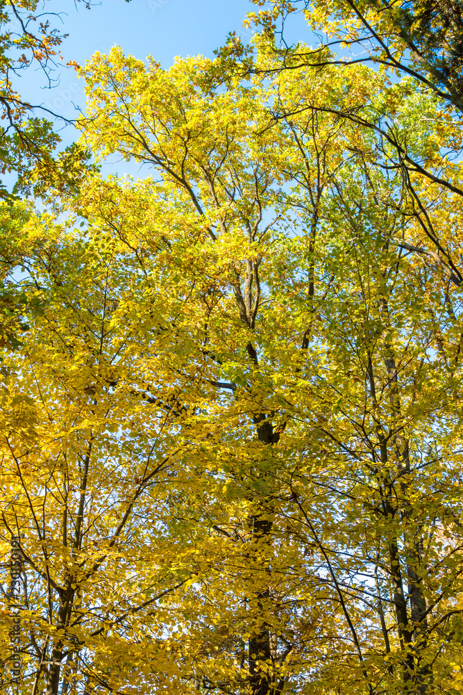 Autumn landscape. Golden trees in the autumn park