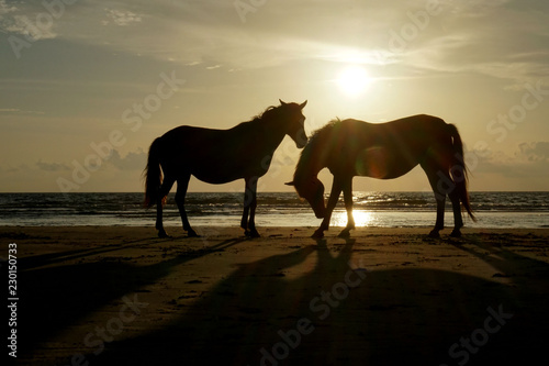 Horse silhouettes at orange sunset