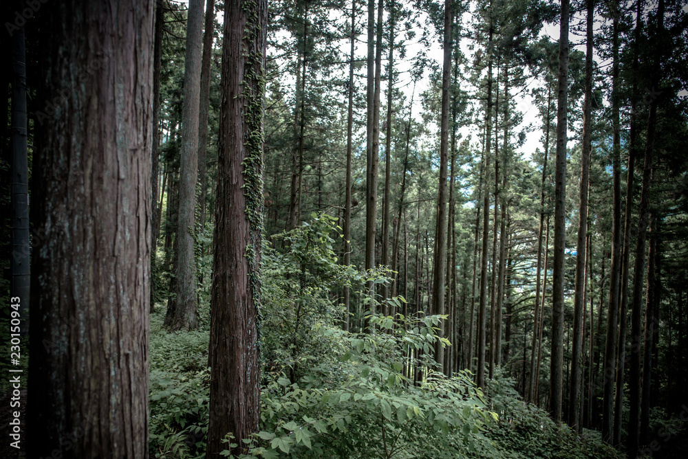 Obraz premium path in forest