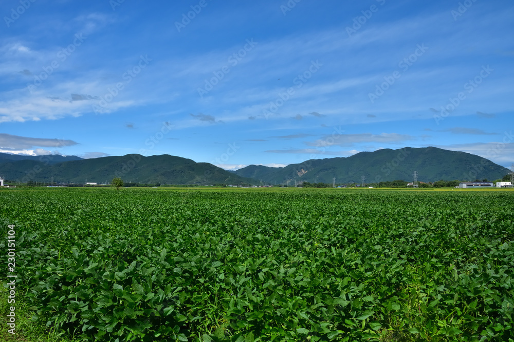 滋賀　夏空と田園風景