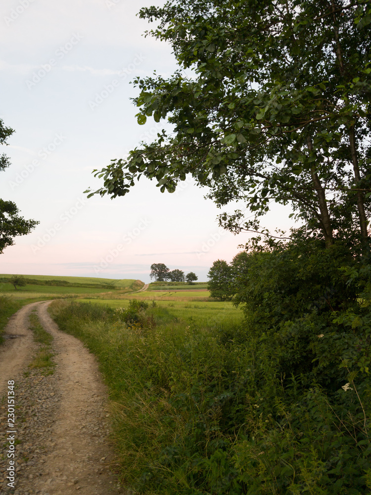 Summer sunset with wheat fields