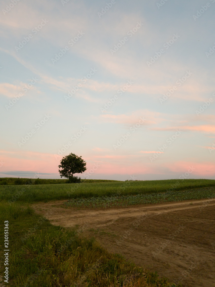 Obraz premium Summer sunset with wheat fields
