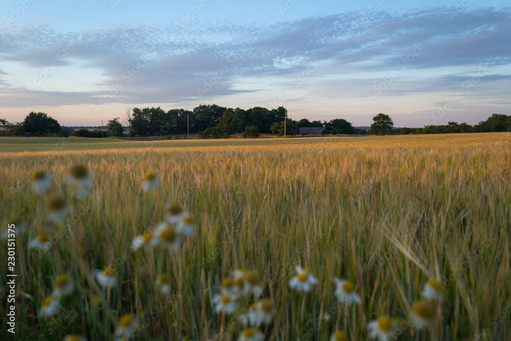 Fototapeta premium Daisies and the wheat field