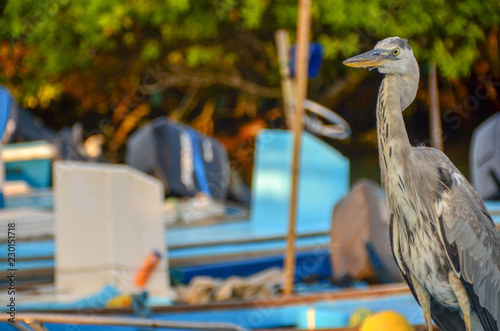 ガラパゴスペリカン