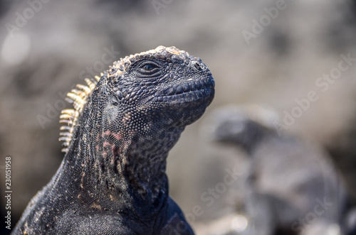 ガラパゴスウミイグアナ