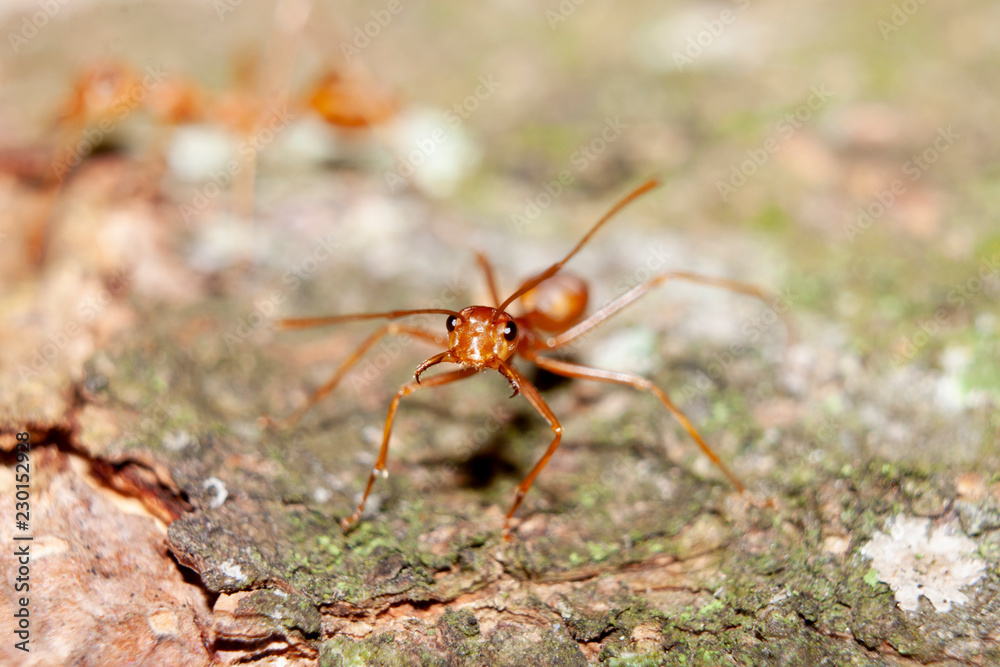 Ants stand in the middle, staring forward. Ants stand in the middle, staring forward.