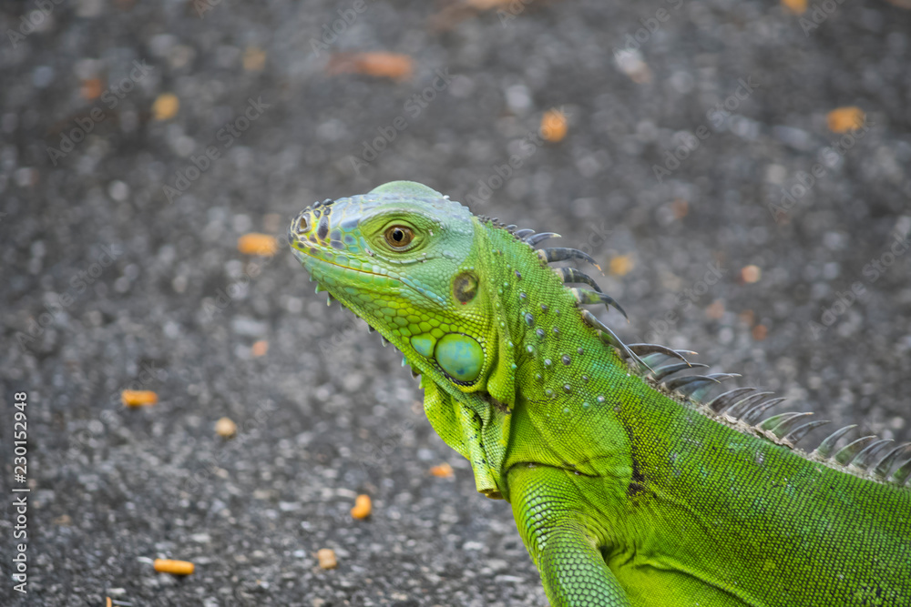 Obraz premium lizard