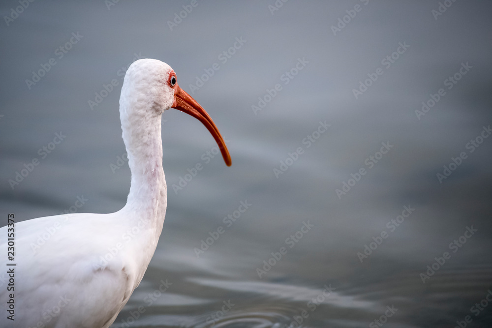 Fototapeta premium bird portrait