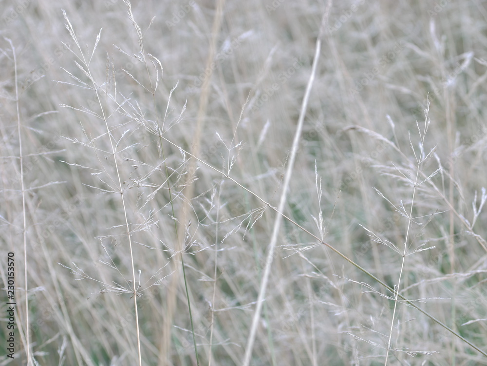 grass in the wind grass in the wind