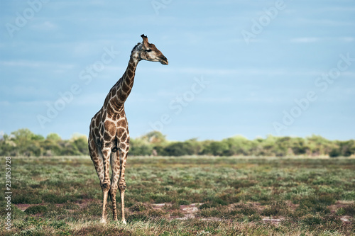 Photography Geraffe (Giraffa camelopardalis)  in the african savannah.
