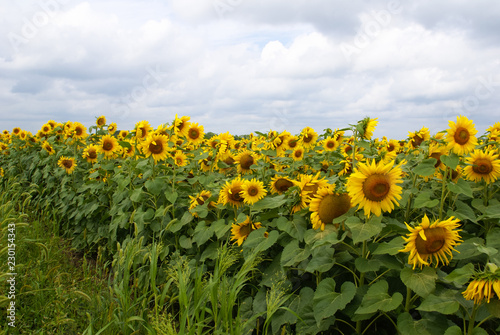 Blooming field of yellow sunflowers underneath a sunny sky full of clouds
