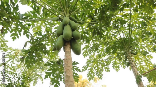 Papaya trees in the farm. Dolly shot.