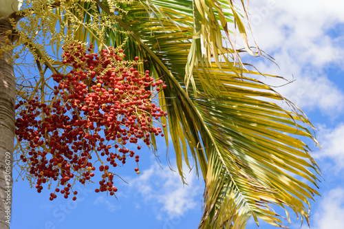 Manila palm. Red tropical berries -Fruit of the Christmas Palm. photo
