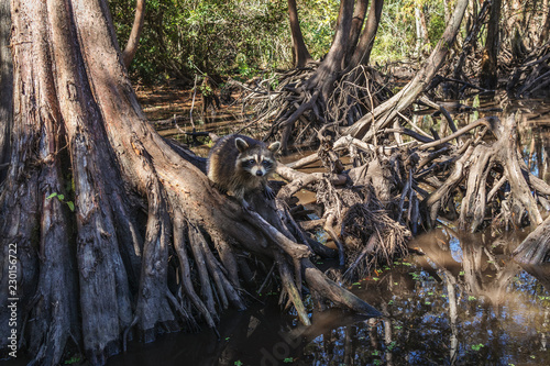 Raccoon on Bald Cypress Roots in Swamp