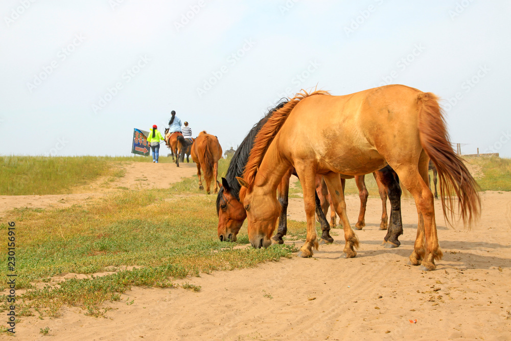 Obraz premium herds of horses grazing in the WuLanBuTong grassland, China
