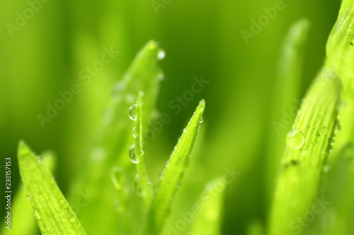 Wheat grass / Wheatgrass is the freshly sprouted first leaves of the common wheat plant, used as a food, drink, or dietary supplement