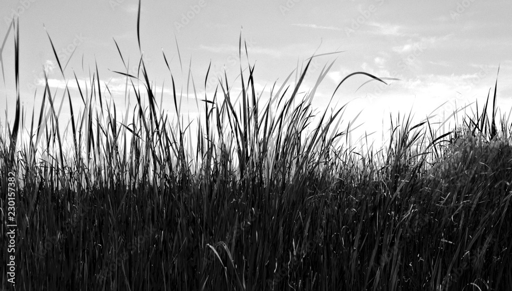 Cattails in spring with sky visible on other side Cattails in spring with sky visible on other side