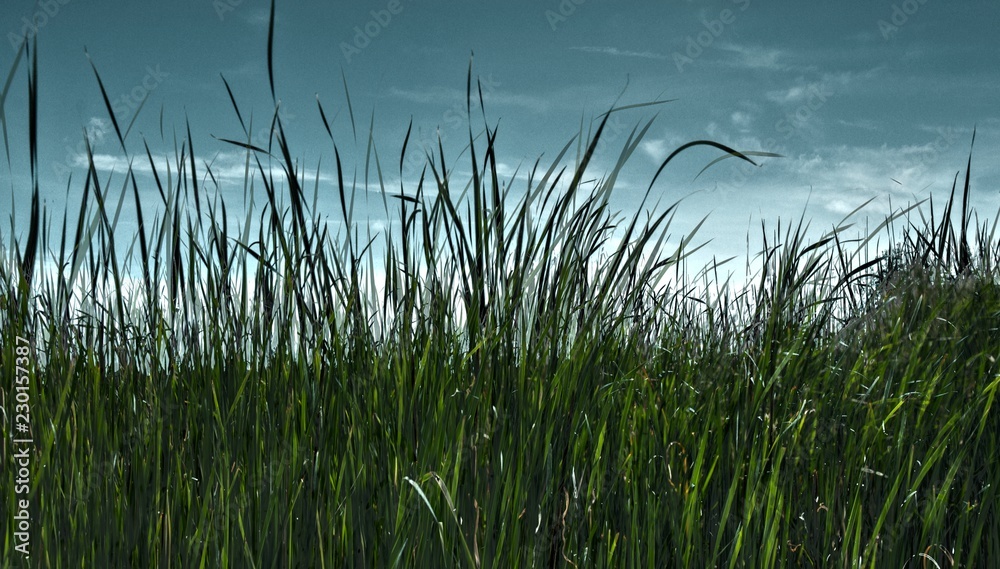 Cattails in spring with sky visible on other side