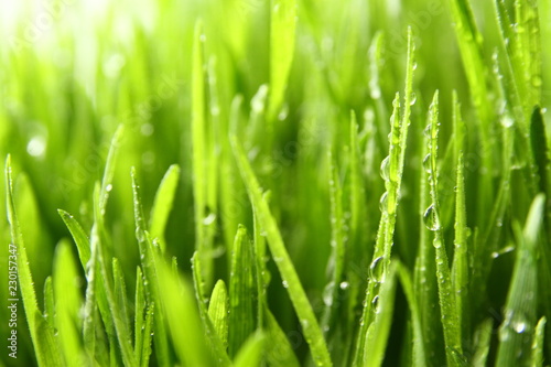 wheat grass ass background / Wheatgrass is the freshly sprouted first leaves of the common wheat plant, used as a food, drink, or dietary supplement