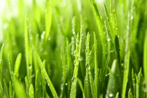 wheat grass ass background / Wheatgrass is the freshly sprouted first leaves of the common wheat plant, used as a food, drink, or dietary supplement