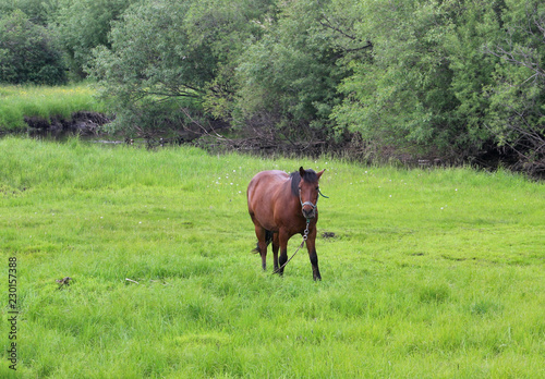 Young beautiful stallion