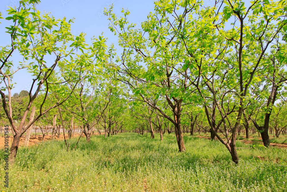 pieces of chestnut trees in a forest pieces of chestnut trees in a forest