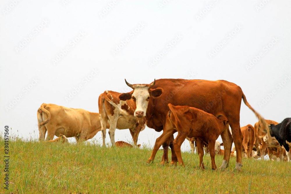 herds cattle in the grassland, China