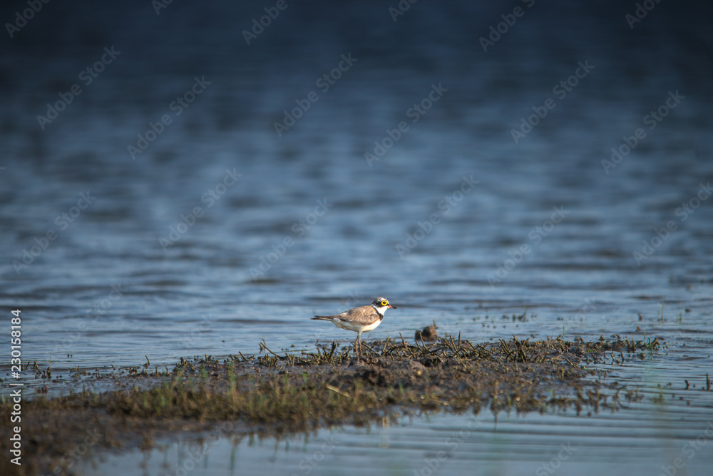 little bird is looking for food in the evening . little bird is looking for food in the evening .