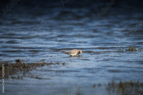 bird is swim water. © nattapon