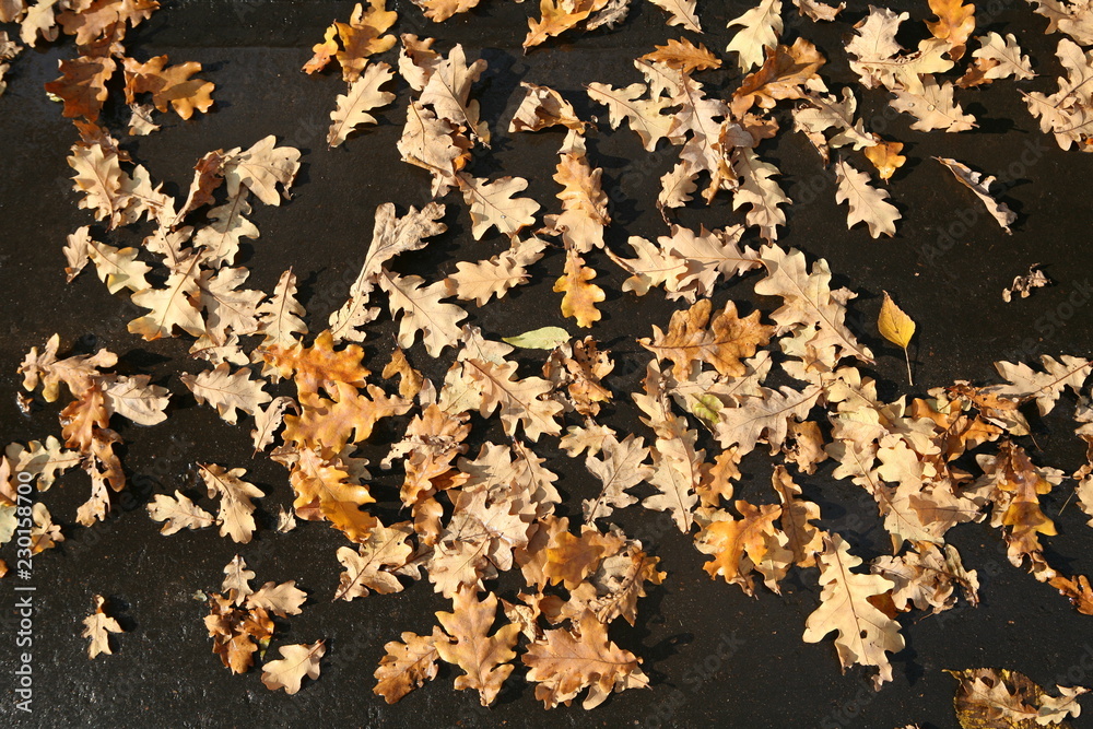 autumn oak leaves background autumn oak leaves background