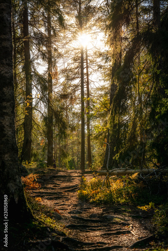 Sunset in forest