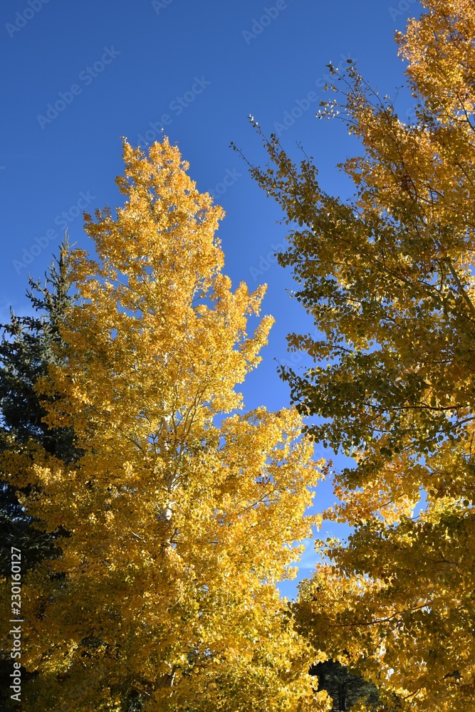 Fototapeta premium Beautiful changing of the leaves in autumn on trees
