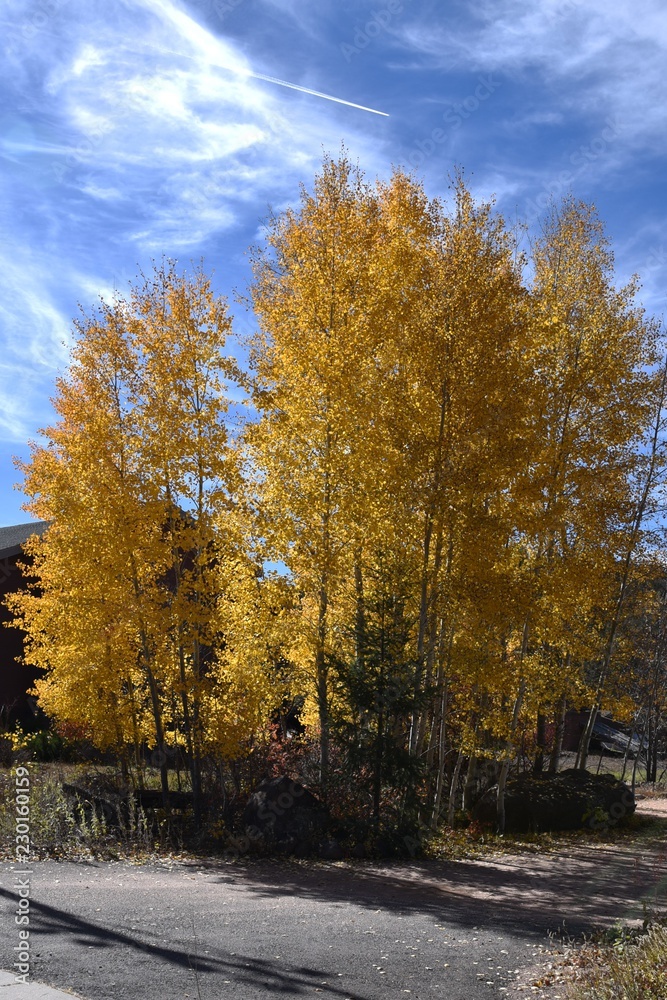 Aspen trees changing color in autumn