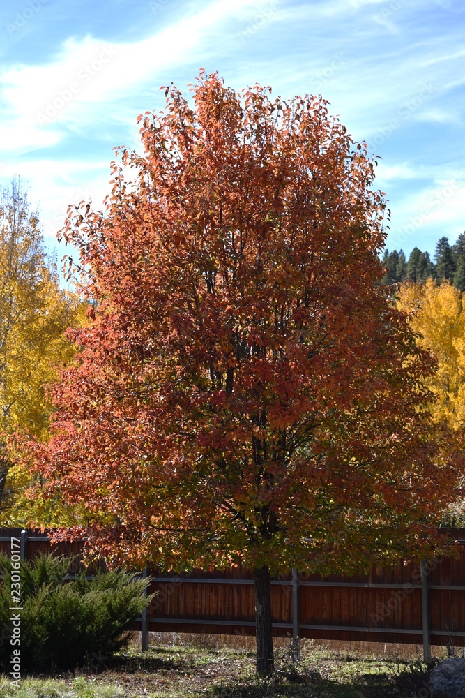 Leaves changing color in autumn