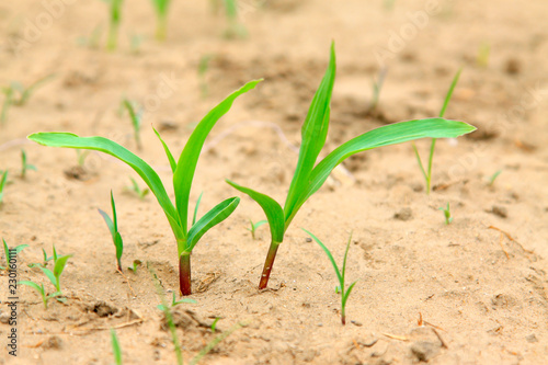 Maize seedlings in the field