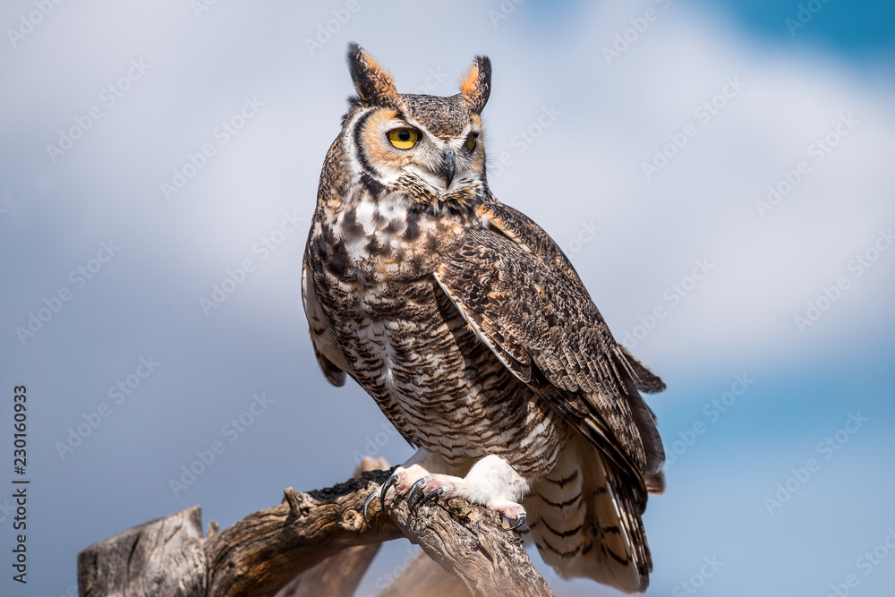 great horned owl - obrazy, fototapety, plakaty 