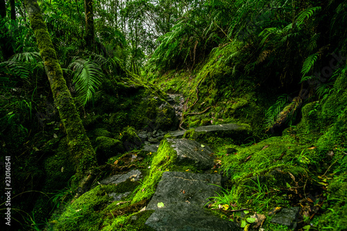 Beautiful greenery nature in the rainforest.
