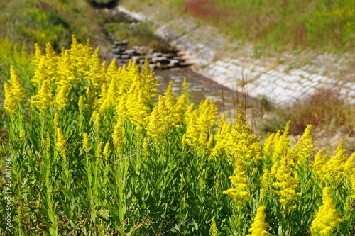 セイタカアワダチソウ