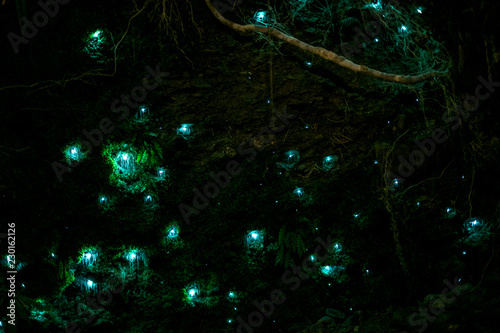 Photography Beautiful New Zealand Glow worm in the cave