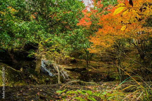 モミジ紅葉・ 秋の渓谷